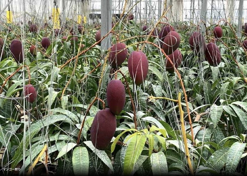 芒果採果