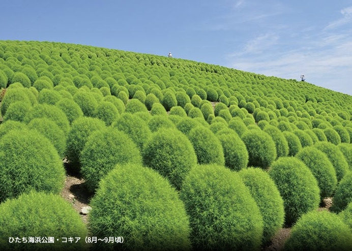 圓滾滾掃帚草