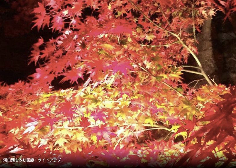 楓葉回廊燈光秀