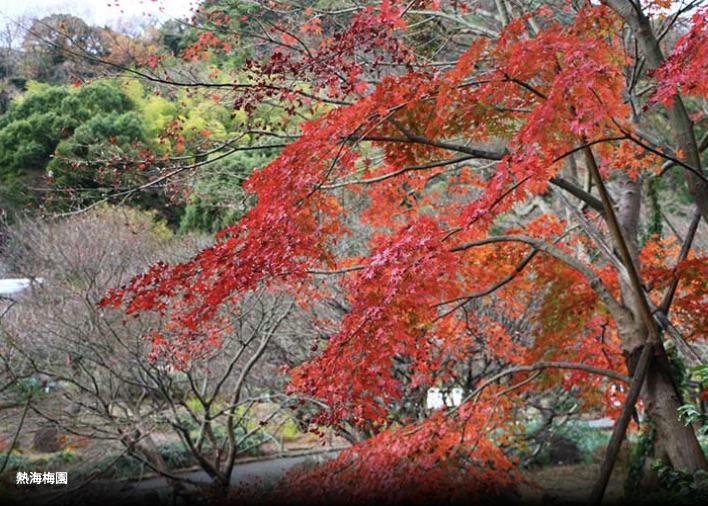 熱海梅園賞楓